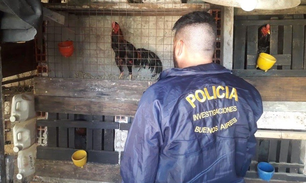 Ocho personas demoradas por organizar riñas de gallos | Actualidad