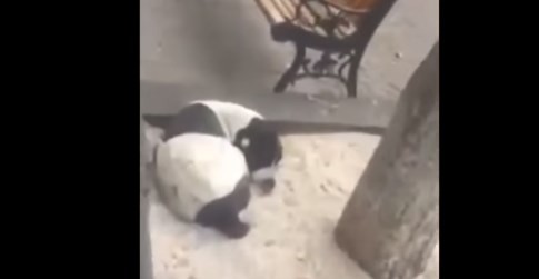Video: el emotivo reencuentro de un perro con su dueño tras pasar 3 años perdido | Redes