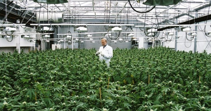 Jujuy firmó un convenio con el INTA para producir cannabis medicinal | Actualidad
