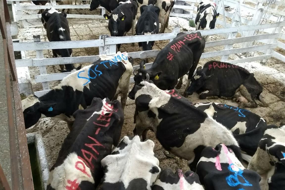 Tamberos venden sus vacas lecheras en el Mercado de Liniers | Actualidad