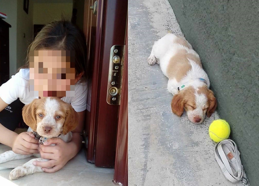 "Sos un cobarde": carta abierta al "envenenador" del cachorro de su nieta | Redes