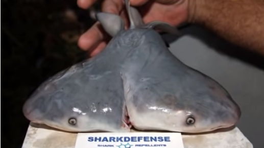 De no creer: pescó un tiburón de dos cabezas | Redes