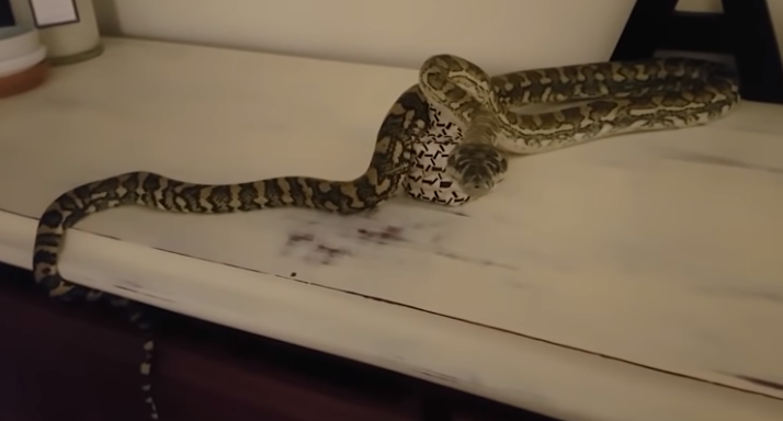 Video: se despertó a la madrugada con una enorme pitón en su cuarto | Redes