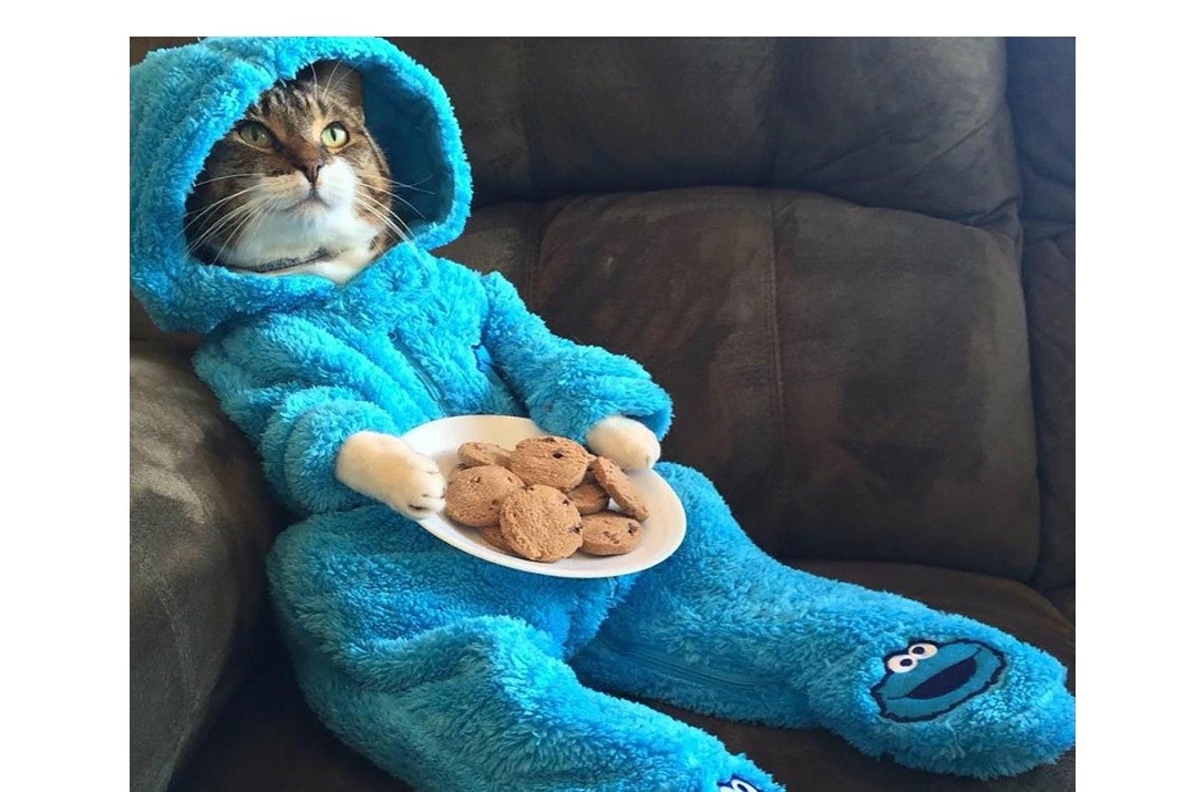 Embajada de EE.UU. se disculpó por la invitación a la fiesta del "gato en pijama" | Curiosidades