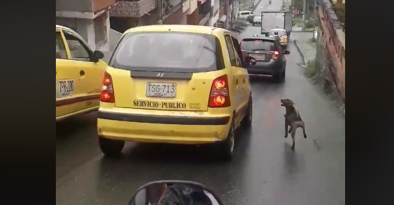 Viral triste: un perro abandonado persiguió el auto de sus dueños por más de 2 kilómetros | Redes