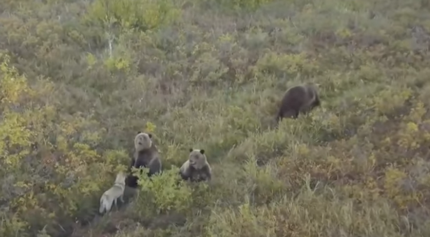 Viral tierno: un perro juega con una familia de osos | Redes
