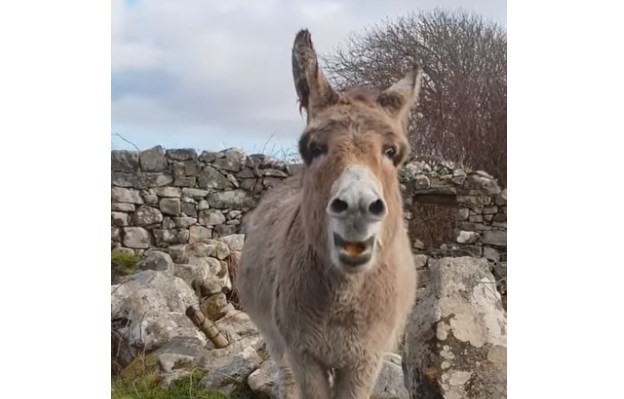 Al Colón: la increíble burra que canta opera y se volvió viral | Curiosidades