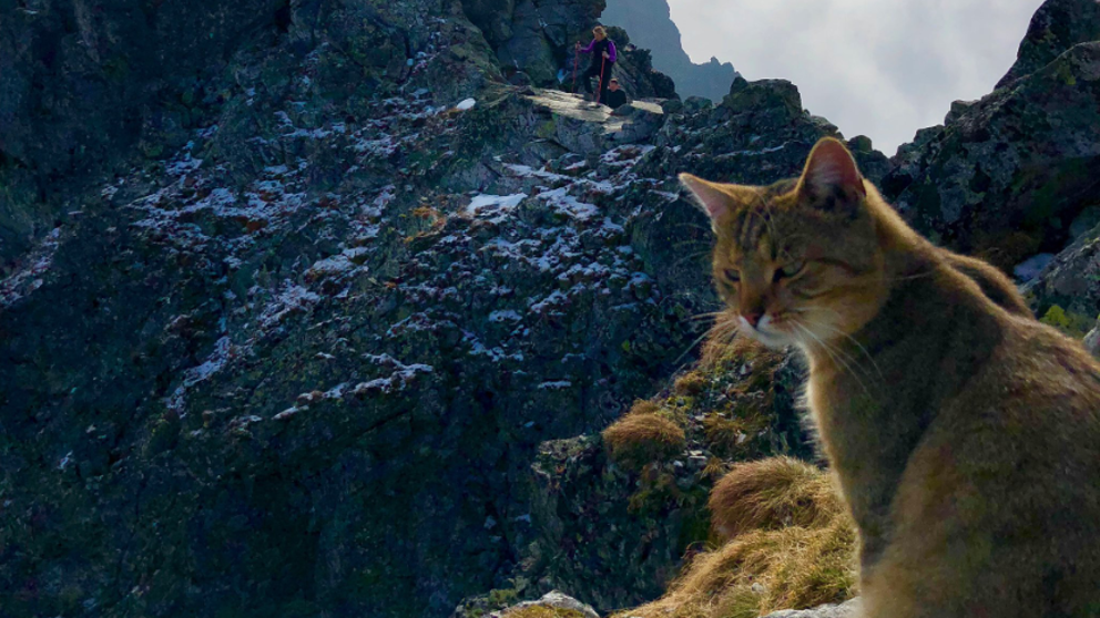 Misterio por un gato que vive en la cima de la montaña más alta de Polonia | Curiosidades