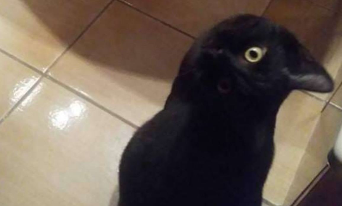 ¿Gato o cuervo?: la ilusión óptica que obsesiona a todos en las redes | Redes