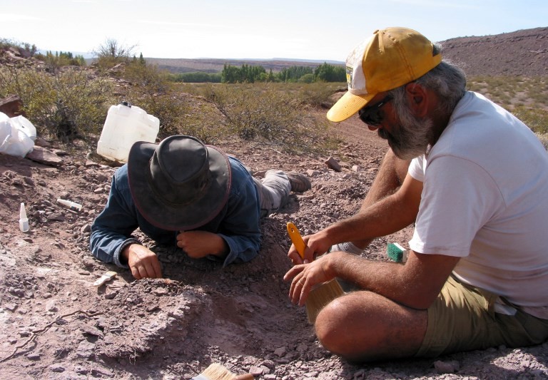 Neuquén: hallaron restos de una nueva especie de dinosaurio saurópodo | Actualidad