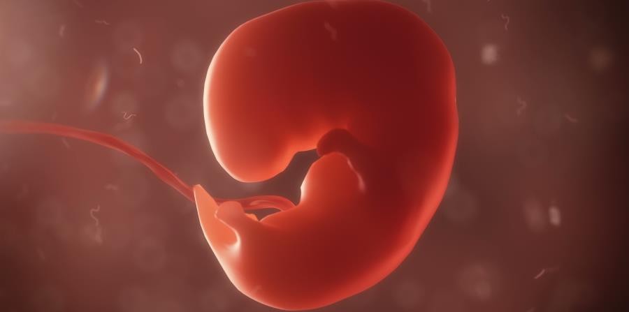 Polémica en EE:UU: una mujer quiere cambiar en Facebook su embrión de una nena por otro de un nene | Curiosidades