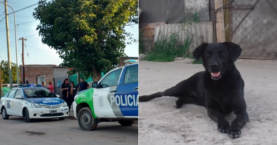 Perro halló un feto muerto en una plaza y se lo llevó a su dueño | Actualidad