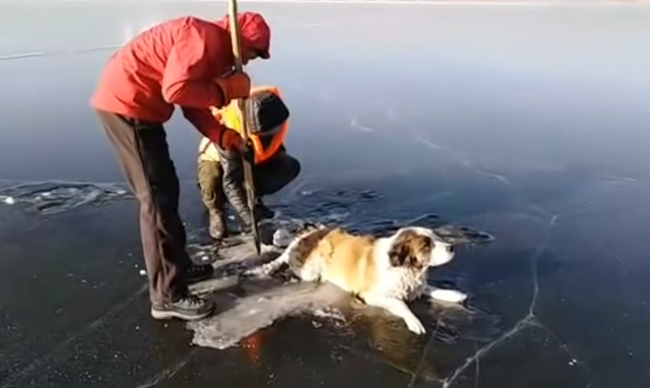 Video: así rescataron a un perro que quedó atrapado en un lago congelado en Rusia | Redes