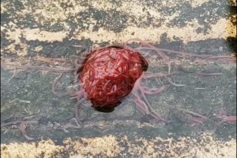 Video: encontró un asqueroso "monstruo de alcantarilla" hecho con gusanos | Redes