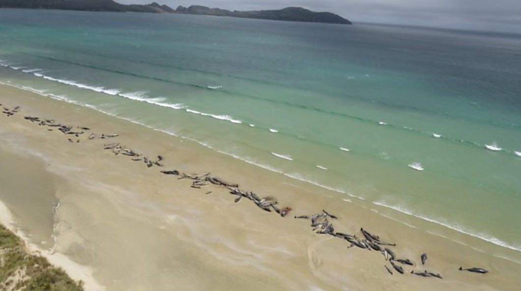 "Lo más humano que se podía hacer era sacrificarlas": 145 ballenas varadas | Internacionales