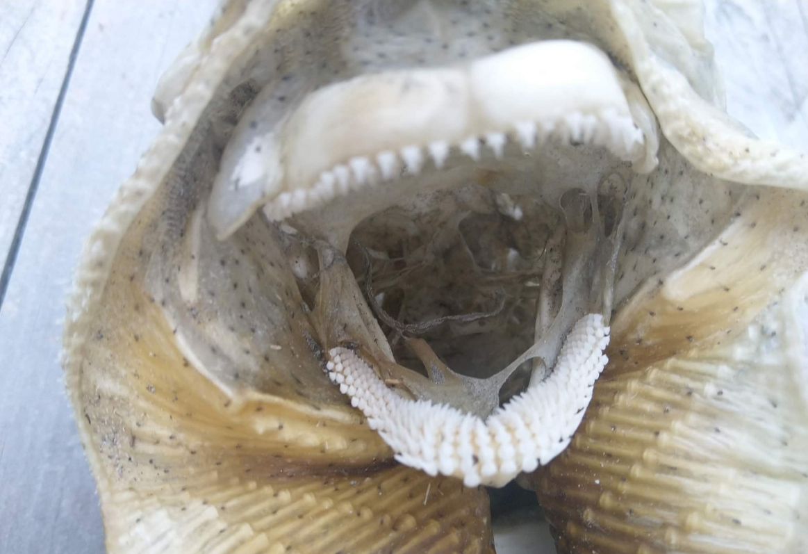 Apareció otro asqueroso "monstruo marino" en una playa neozelandeza | Internacionales