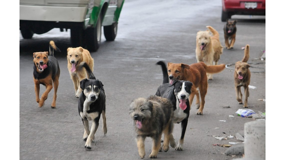 Córdoba: proponen contener y adiestrar a los perros callejeros | Actualidad
