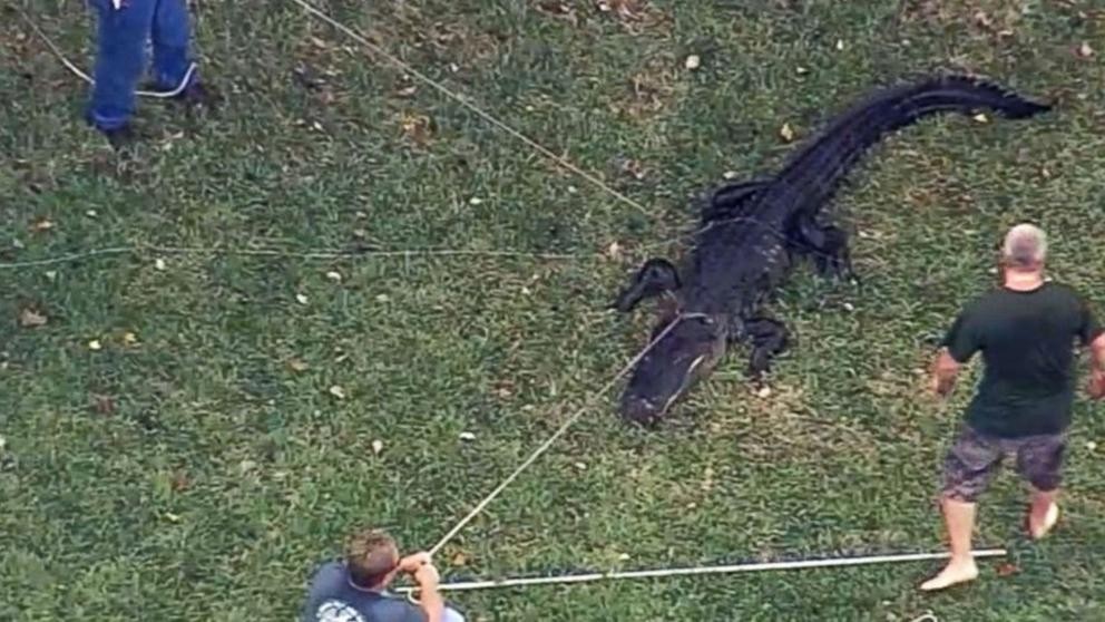 El desesperado pedido de auxilio de una mujer: "Hay un cocodrilo comiéndose a mi marido" | Internacionales