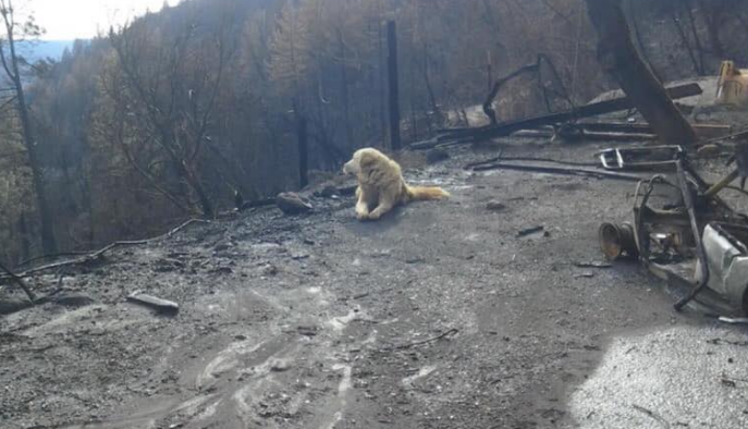Viral triste: un perro abandonado esperó a sus dueños durante un mes en una casa quemada | Redes