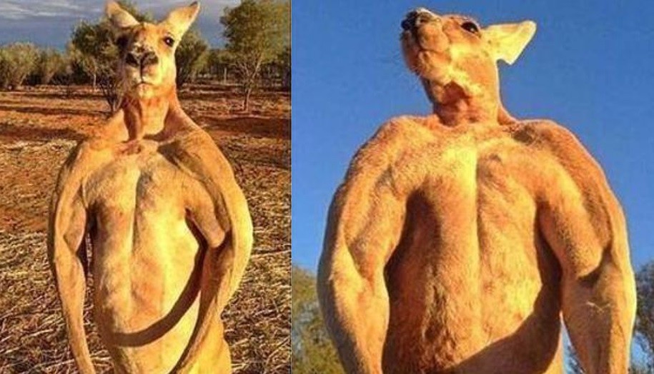 Dolor por la muerte de Roger, el canguro "físicoculturista" | Curiosidades