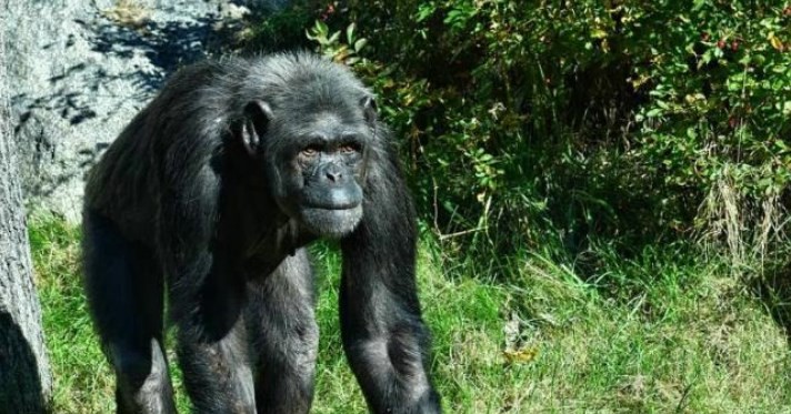 La terrorífica isla de África dónde viven monos abandonados que tienen enfermedades contagiosas | Curiosidades