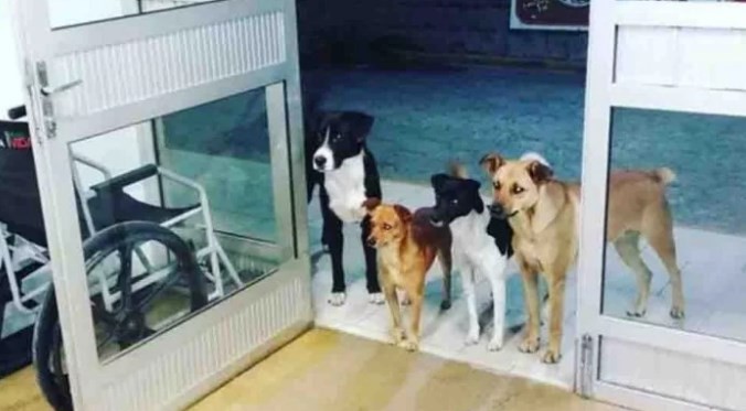 Los cuatro perros que esperan a su dueño en la puerta del hospital | Redes