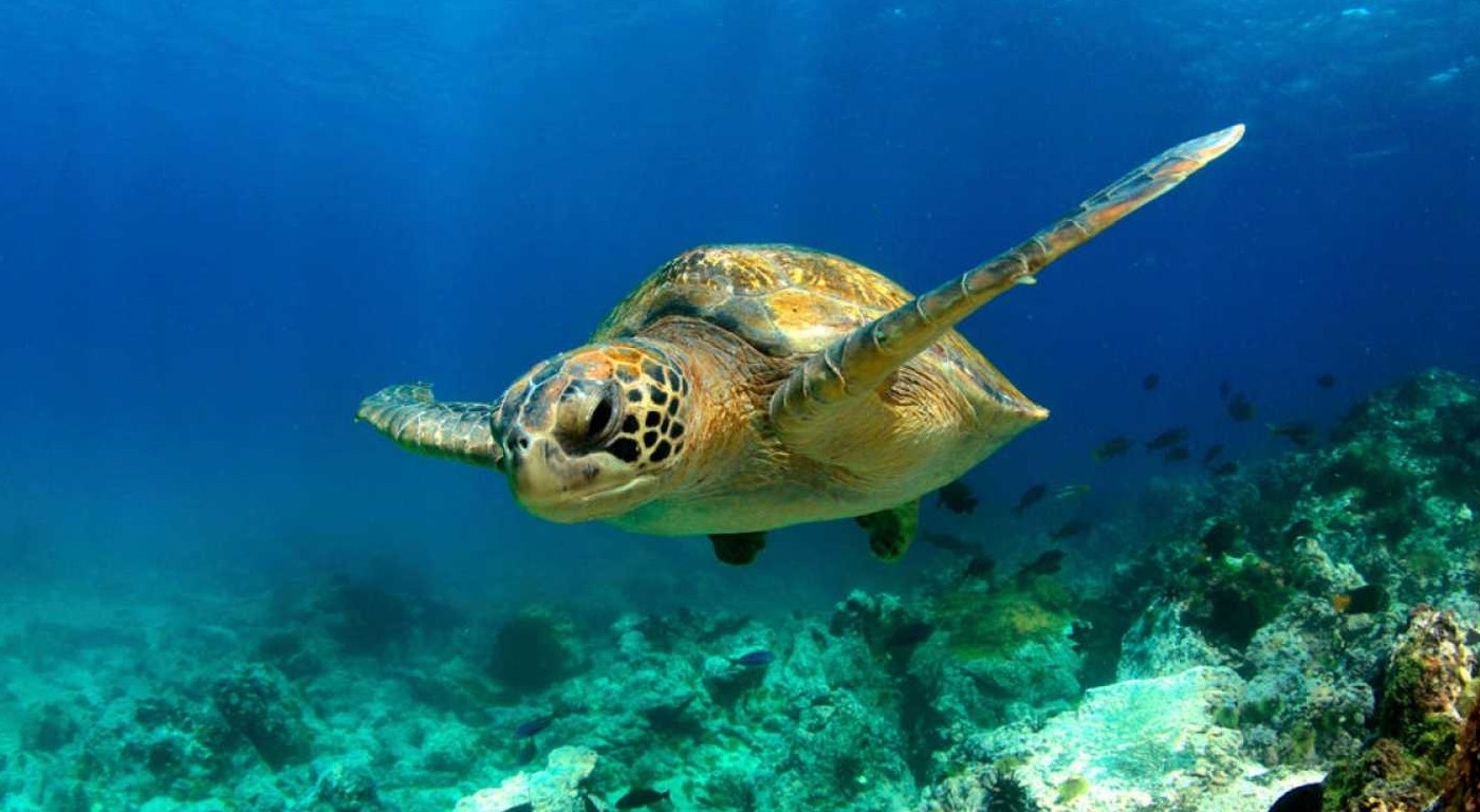 Calentamiento global produce "feminización" de la tortuga verde y pone en peligro a la especie | Internacionales