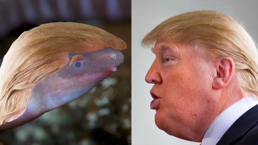El anfibio hallado en Panamá al que bautizaron como "Donald Trump" | Internacionales