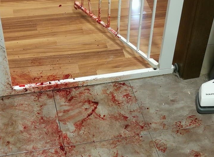 Tristísimo: el viral que muestra la desesperación de una perra, asustada por la pirotecnia | Redes