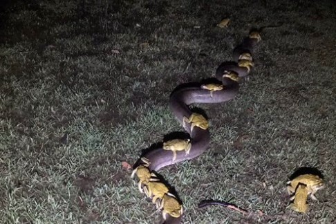 Foto viral: ¿qué hacían diez sapos "a caballo" de una serpiente pitón? | Redes