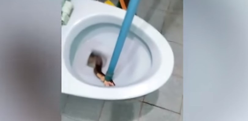 Tenía el inodoro tapado y era por una cobra de un metro y medio | Curiosidades