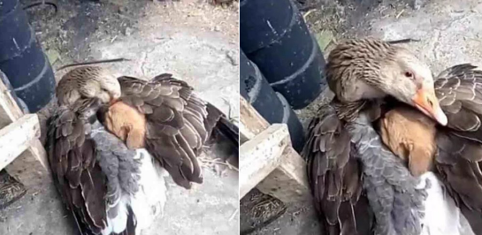Increíble: un pato abrigó con sus alas a un perrito y lo salvó de morir congelado | Actualidad