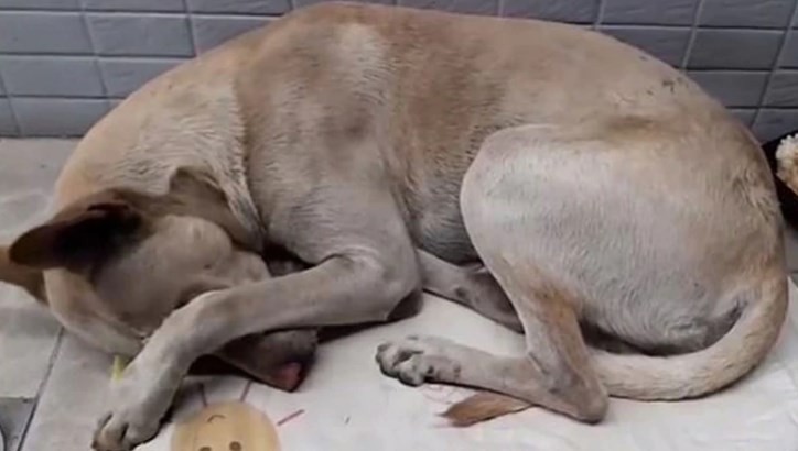 El perro que pasó 6 meses frente a un negocio esperando a su dueño sin saber que lo había abandonado | Curiosidades