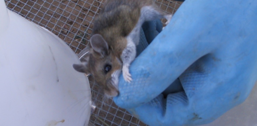 Hantavirus: formas de contagio, síntomas y medidas de prevención | Actualidad