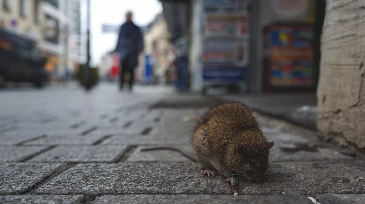 Confirman un caso de hantavirus en Jujuy | Actualidad