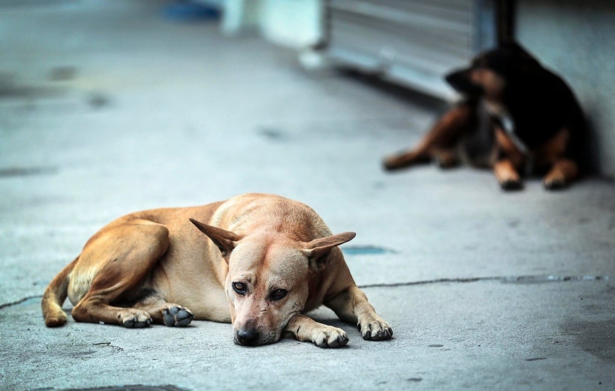 Autorizan "sacrificio eutanázico" de perros en Puerto Deseado: ¿El regreso a La Perrera? | Actualidad