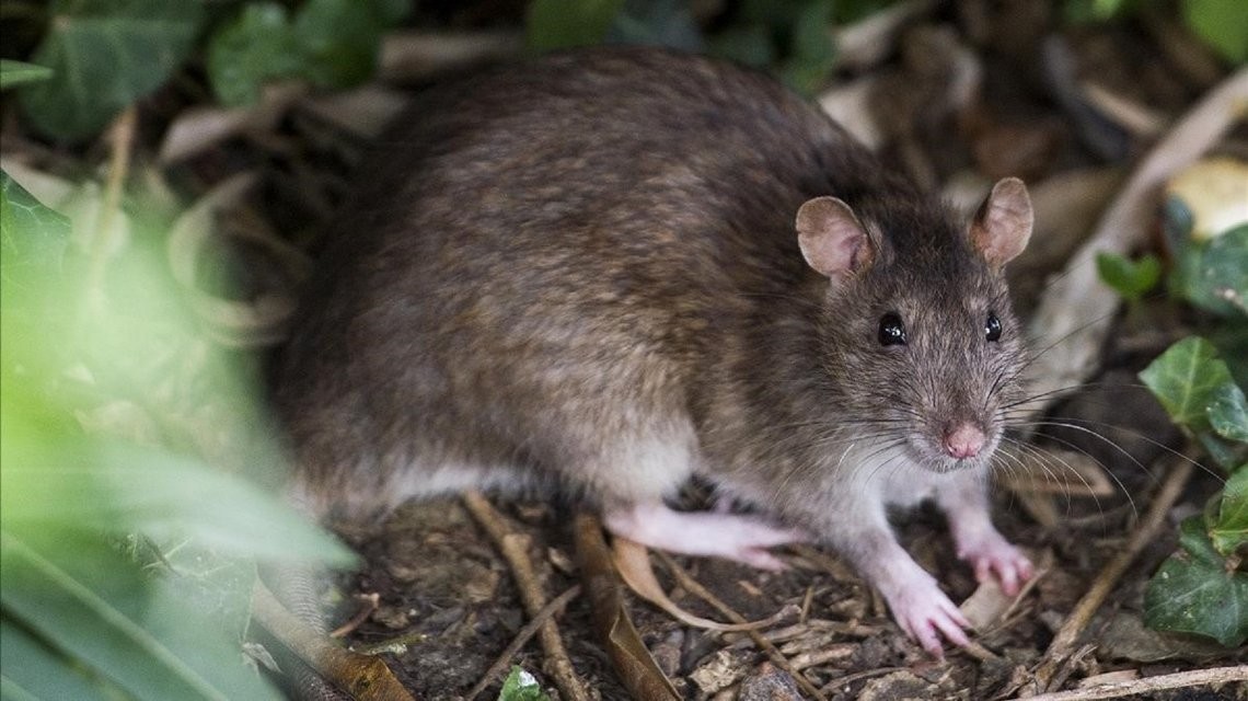 Murió un hombre por Hantavirus en Gualeguaychú: ya son 12 las víctimas | Actualidad