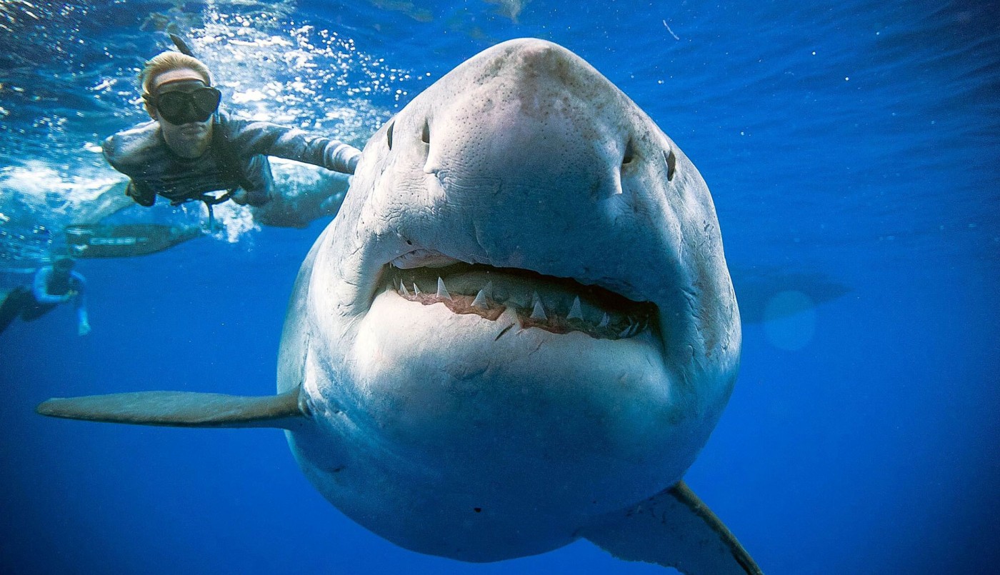 Fotos impactantes: reapareció Deep Blue, el tiburón blanco más grande del mundo | Internacionales