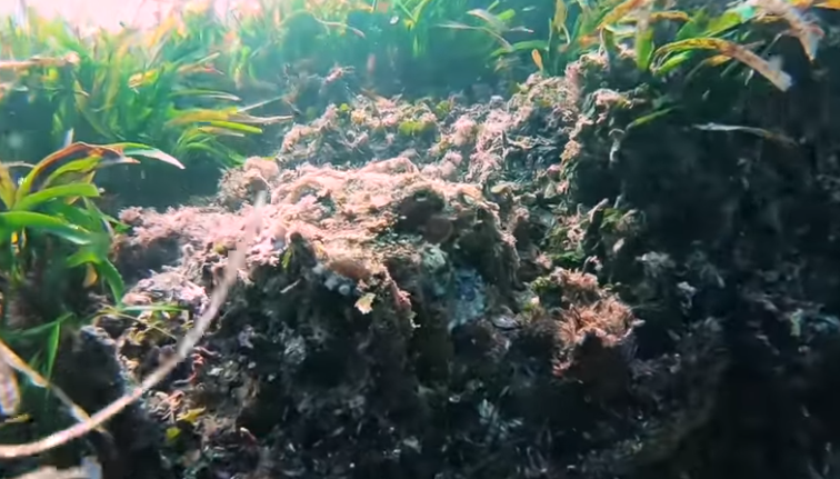 ¡Guau!: el momento en que una piedra "se convierte" en pulpo | Redes