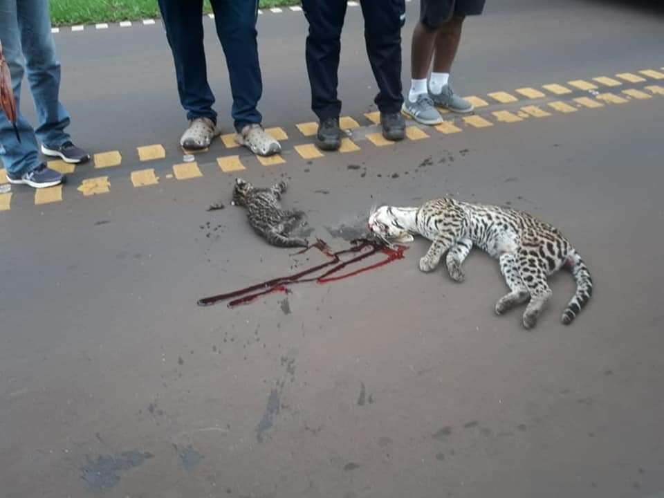 Atropellan y matan a un ocelote en el Parque Nacional Iguazú | Actualidad