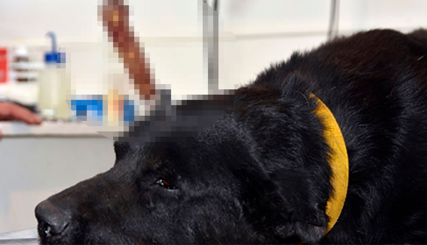 Horror en Viedma: le clavaron un cuchillo en la cabeza a un perro | Actualidad