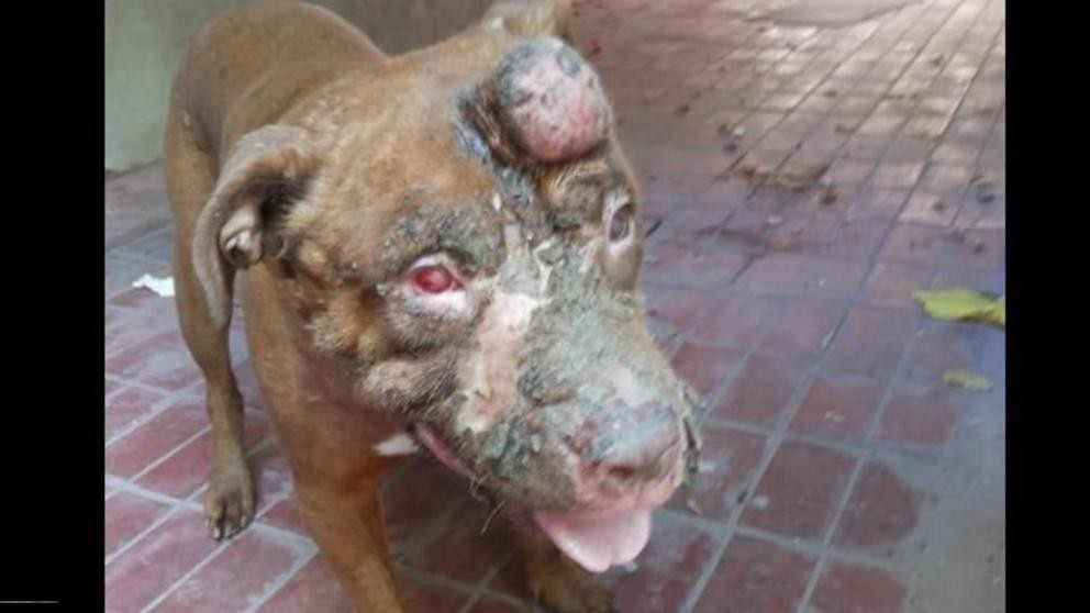 Horror en Mendoza: quemó con ácido a su perro y lo dejó ciego | Actualidad