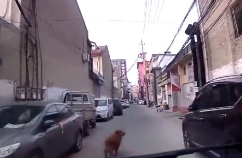 Video: el perro que guía a la ambulancia hasta su dueño desmayado | Curiosidades