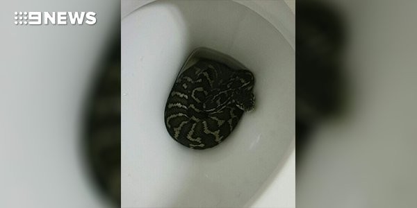 Fue al baño, se sentó en el inodoro y una serpiente le mordió la cola | Curiosidades
