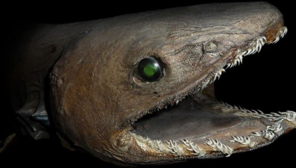 Revelan que las anguilas del Támesis son hiperactivas por la cocaína presente en el río | Curiosidades