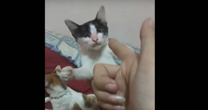 Video viral: el gato que finge su propia muerte | Redes