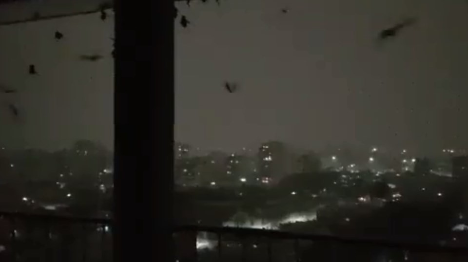 Video terrorífico: invasión de murciélagos en un edificio de Boedo | Actualidad