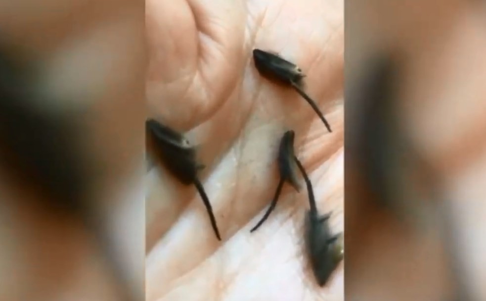 Video espeluznante: halló unos insectos en su cocina y los científicos no logran identificarlos | Curiosidades