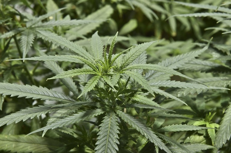 La OMS pide sacar a la marihuana del listado de drogas peligrosas | Actualidad