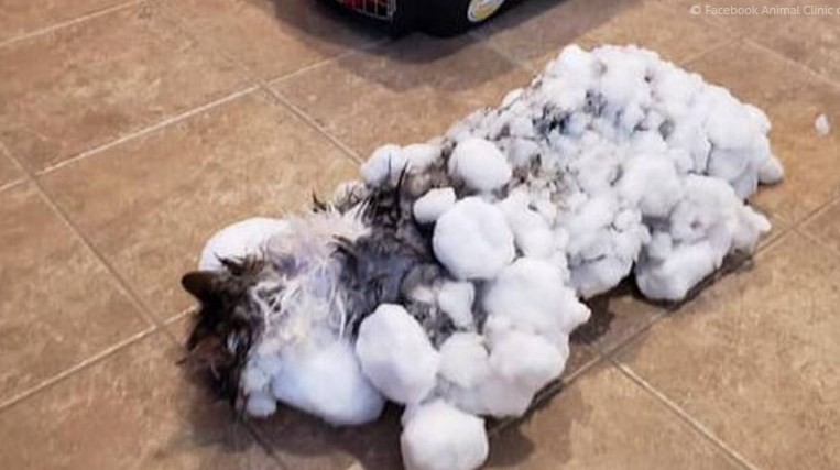 La milagrosa recuperación de un gato que fue hallado congelado en Estados Unidos | Curiosidades